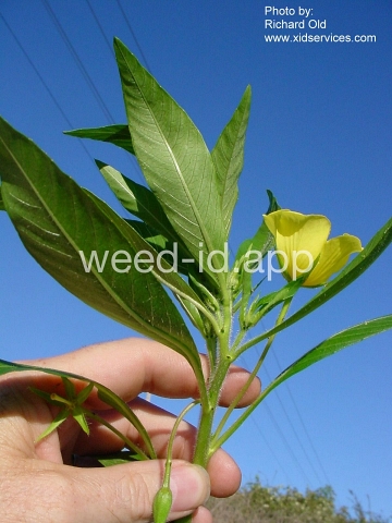 waterprimrose, Uruguay